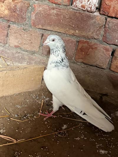 Top Quality Sialkoti Kabootar / Pigeon Breeder pair