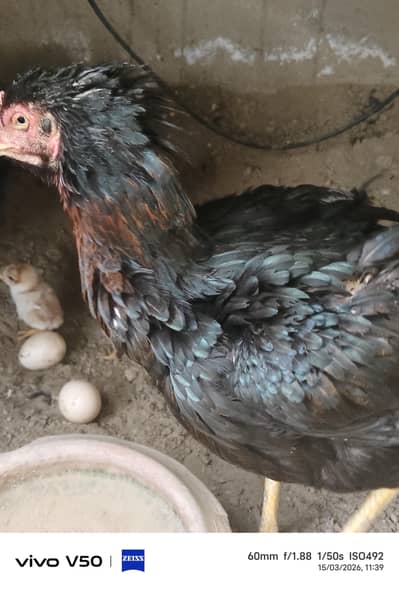 Aseel Setup for sale +92 300 4792651 iss num pr rabta kry