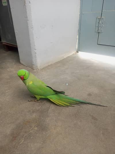 green ringneck talking parrot