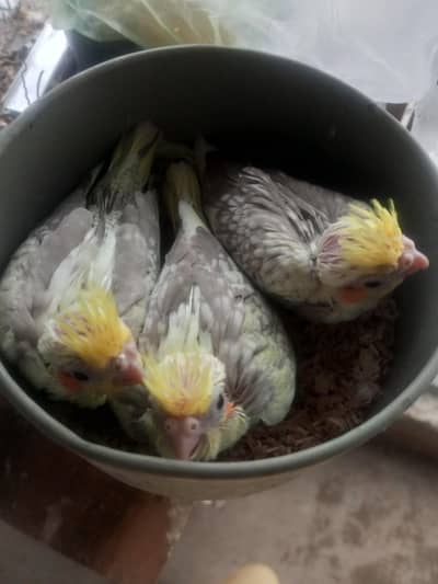 Cocktail chicks avail for handtamed