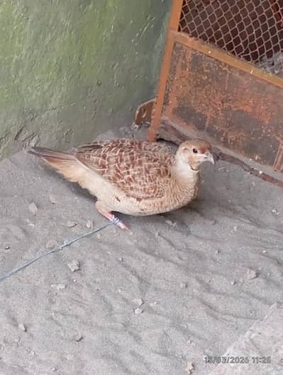 8 x breeder teetar pair for sale