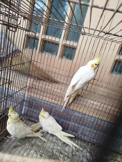 Cockatiels