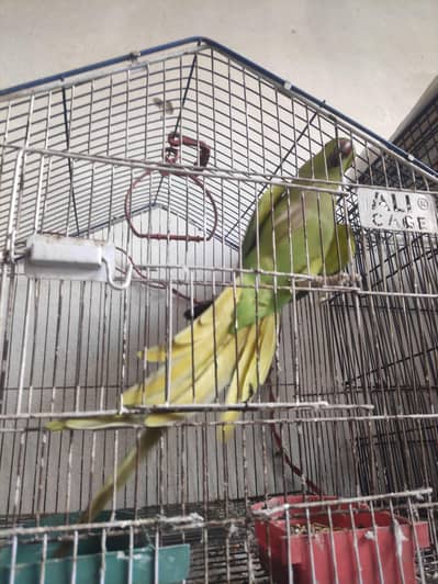 Jumbo size breeder female. . .