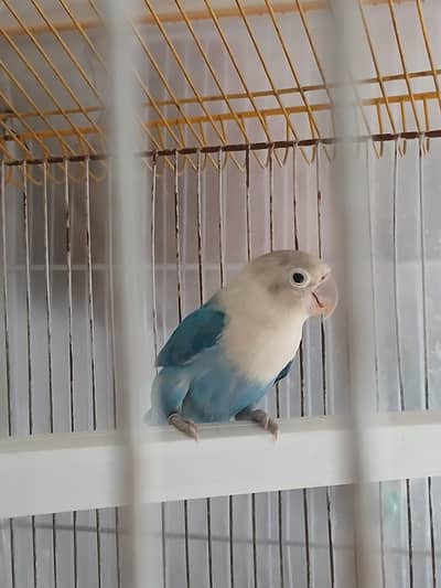 single piece hn just lovebird ka