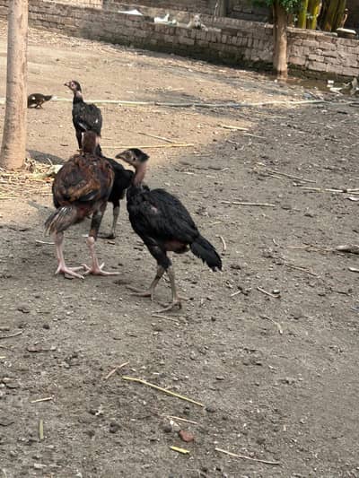 Aseel chicks for sale