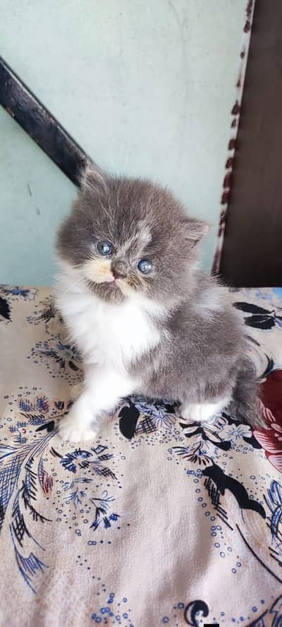 Persian good breed kittens avail. WhatsAp= 03103699468