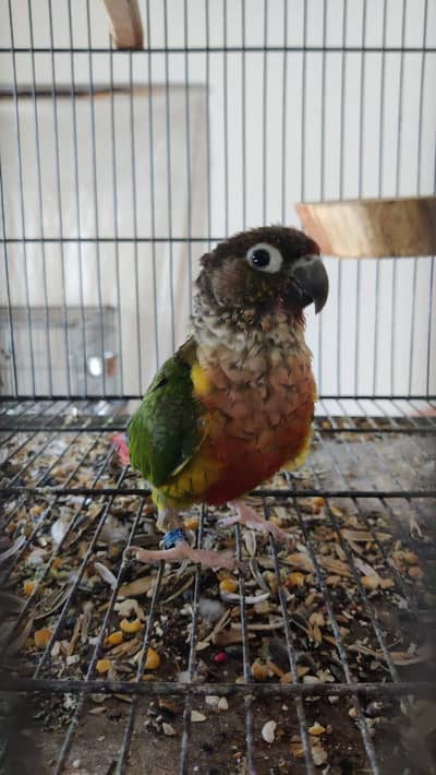 Female Green Cheek Hugh Red Factor