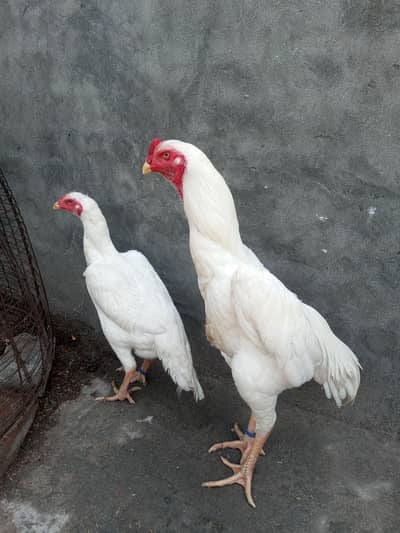 paper white German shamo  available