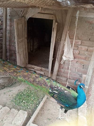 مور کے پٹھے فار سیل