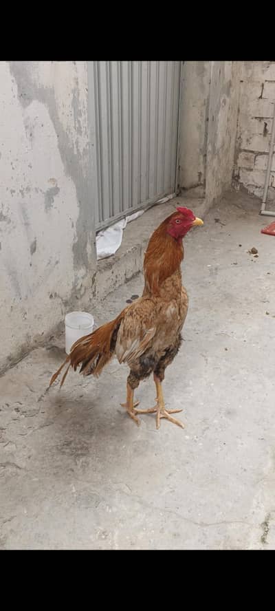 High quality Peela patha for sale.