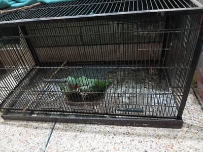 3 by 1.5 feet cage for all birds