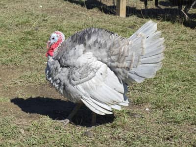 turkey breedr male