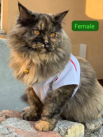 Persian cat pair for sale