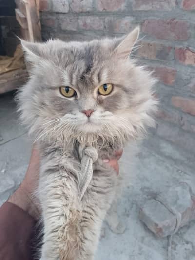 male cat for sale eid offer