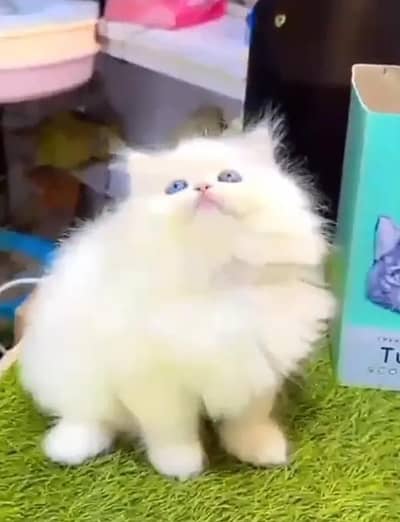 Persian female kitten for sale My WhatsApp number 0325-022-6756