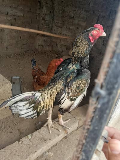 boat he aala aseel murga ha. PRISE fINAL HA. 03490034371