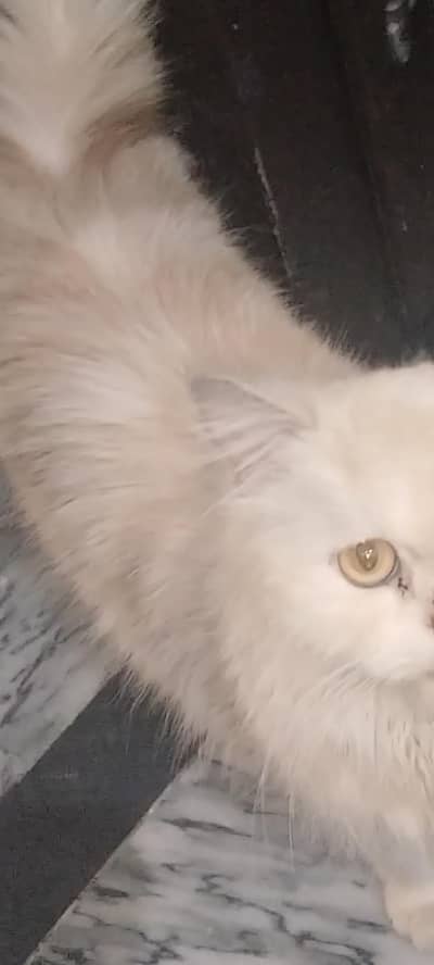 two cats for sale one 1.5 Year One 4 month