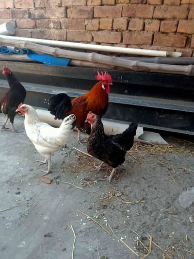 DESI MURGIYA FOR SALE