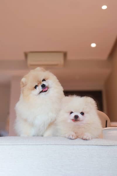 High quality puppies available