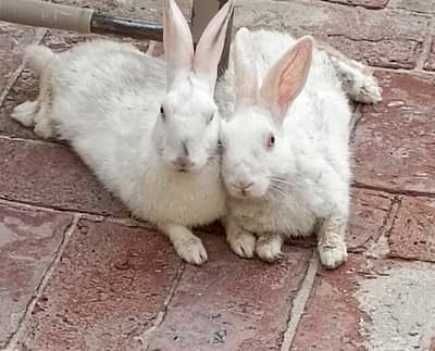Red eyes Rabbit pair