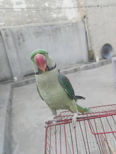 Green parrot for sale