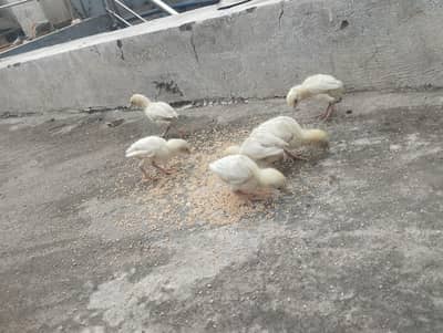 poyar heera aseel chicks