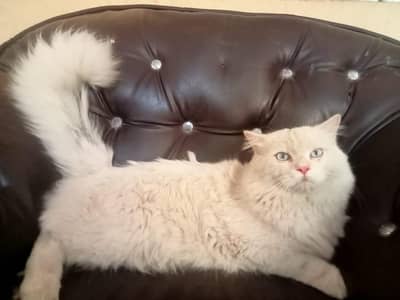 Persian cat