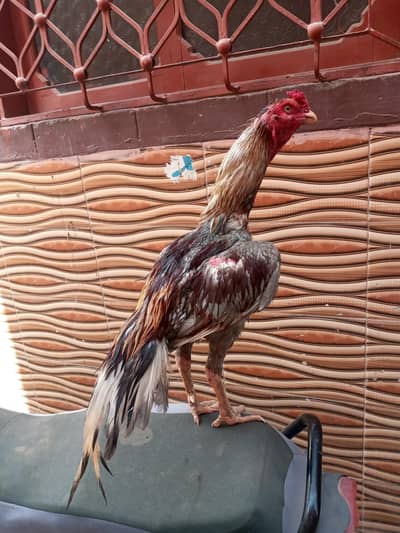 high quality maitha murga 03711036880