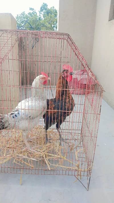 Ghr KY paly howay H Desi Murgy urgi NY bachy nikaly thy