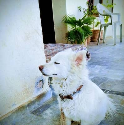 per Russian dog for sale