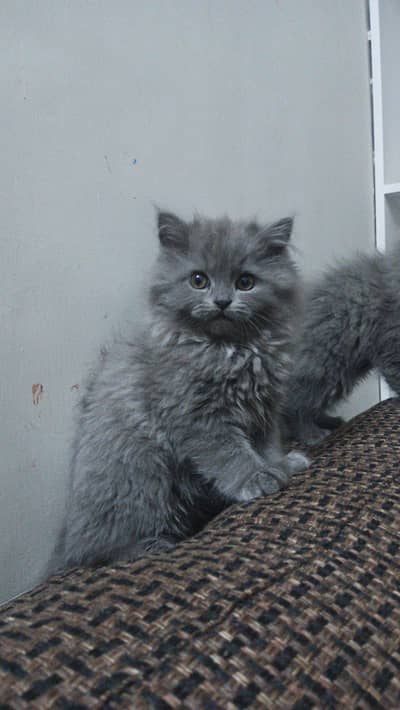 grey triple coat male and female kitten for sale each 8500