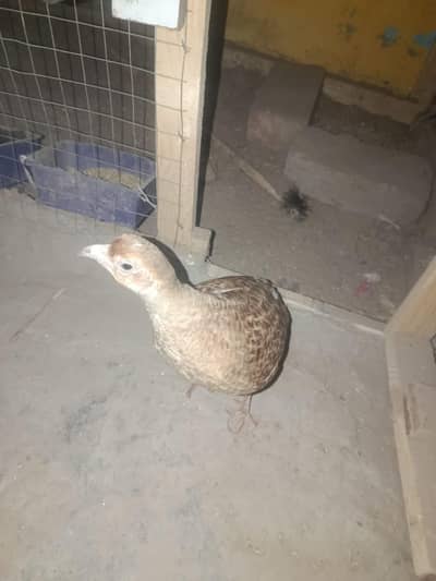 1 Year Old Breeder Male Titar for Sale – Healthy & Active