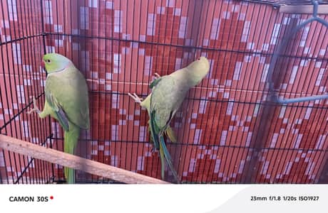 green parrots pair