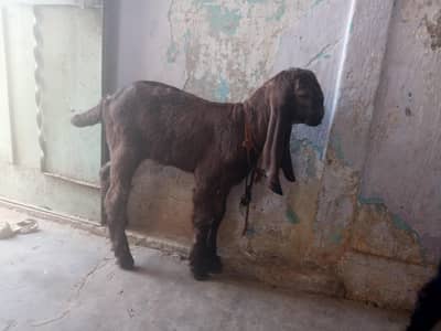 3 Bakra for sale hein final 45 hazar