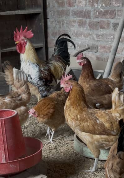 10 Desi Murgia with Murga