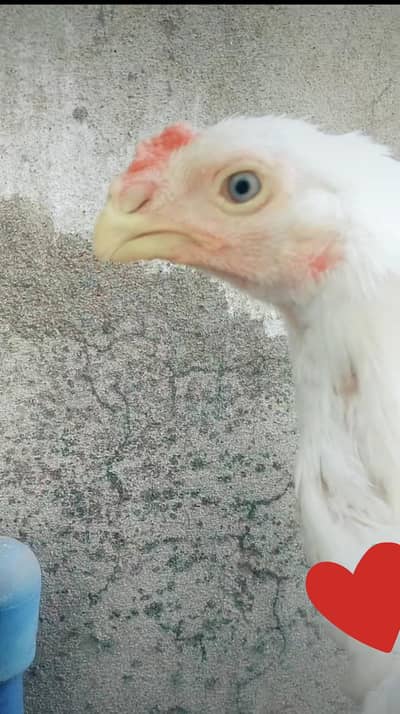 Parrotbeak Male Patha U Chipo