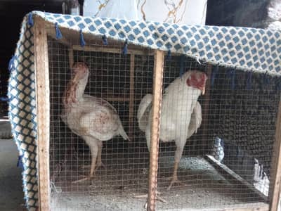 Aseel murga mirgi pair for sale