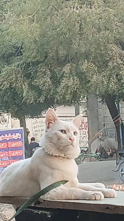 White Persian Cat Blue Eyes