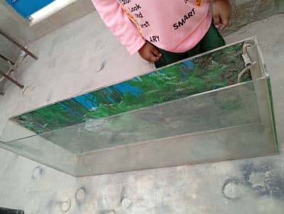 Fish Icorium for sell