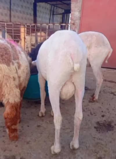 5 charty ghr k paly huye mundra chtra desi chtra Best for qurbani 2026