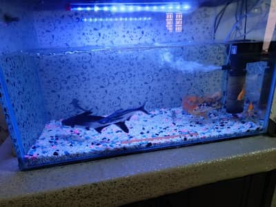 Aquarium For sale with  imported fishes