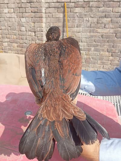 Mianwali Aseel | Aseel pair | Pure Breed | Imported Bloodline