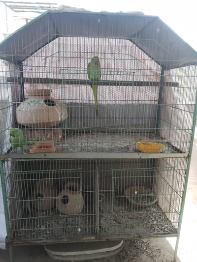 cage with parrot's