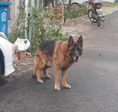 German Shepherd Male Dog