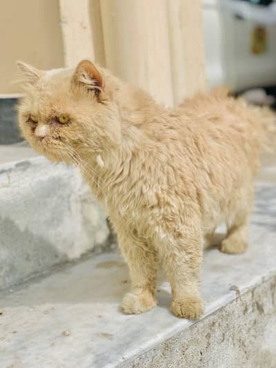 Persian Cat