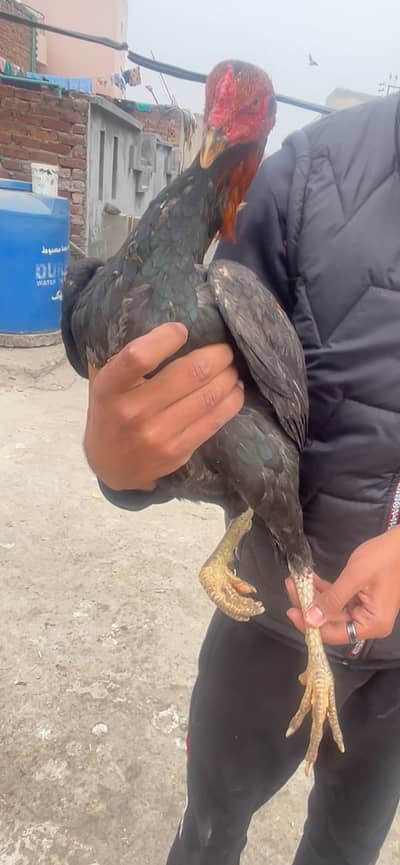 Thai aseel age 10 months