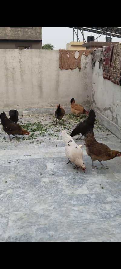 Dasi egg laying hens