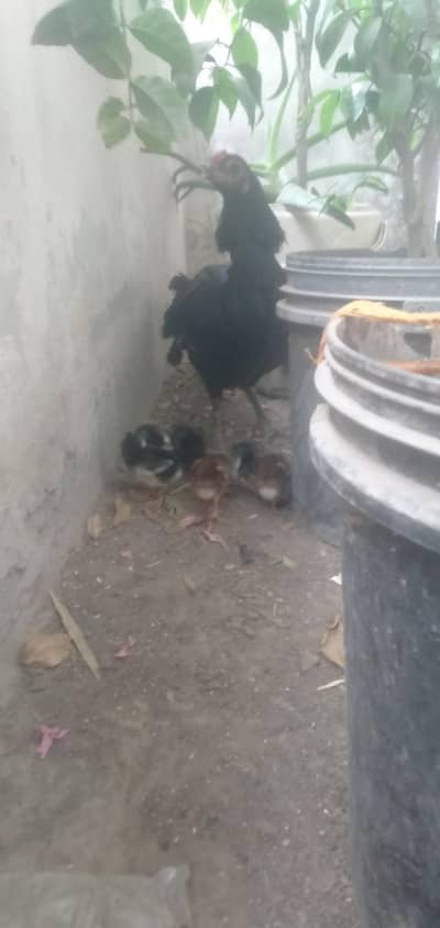 Thai hen with 6 chik healthy and active for sale