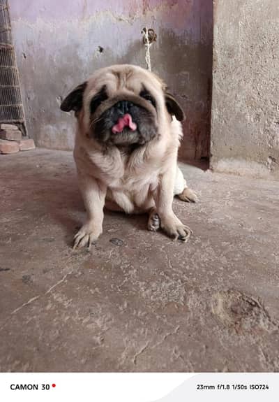 pug male argent for sale