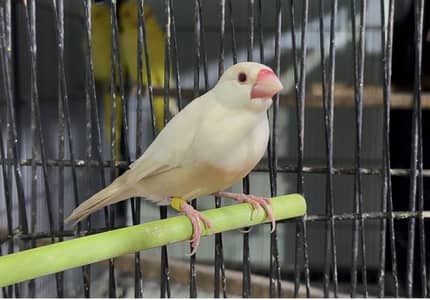 Pastel Fawn Java Male with Dna